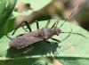 Alydus calcaratus